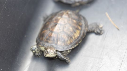 Żółwie błotne wróciły na Ponidzie