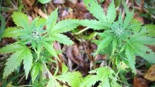 Zwiększy się powierzchnia upraw maku i konopi w regionie świętokrzyskim