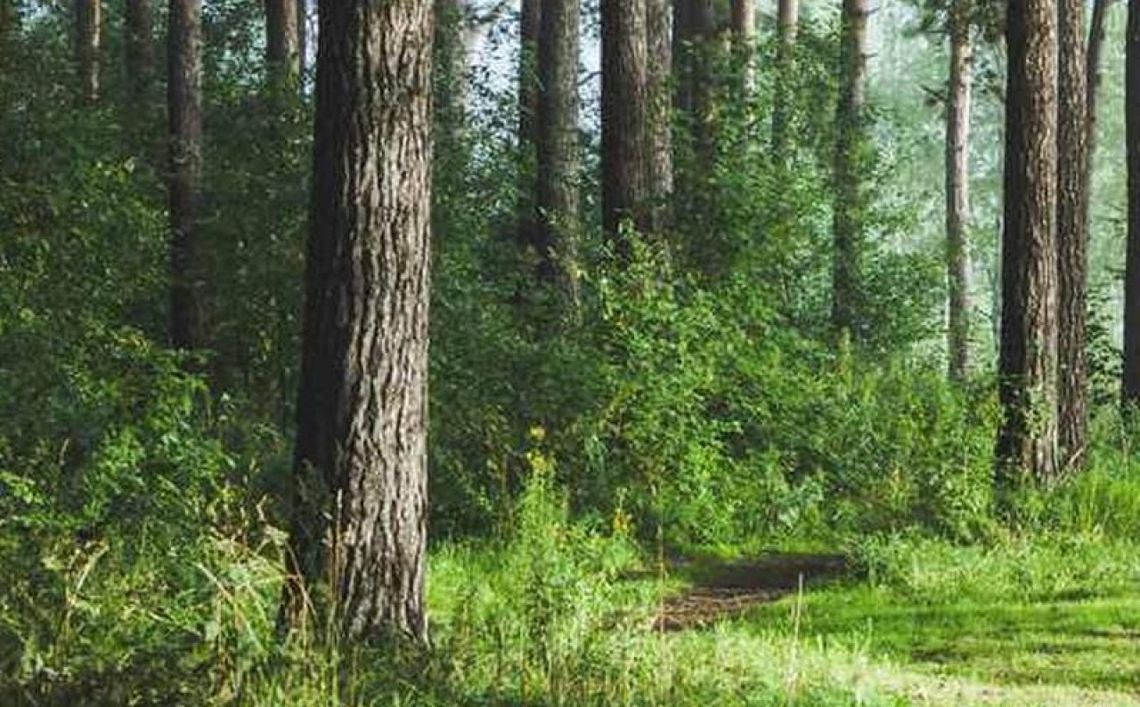 7 grzechów głównych Lasów Państwowych na 100-lecie jej działalności