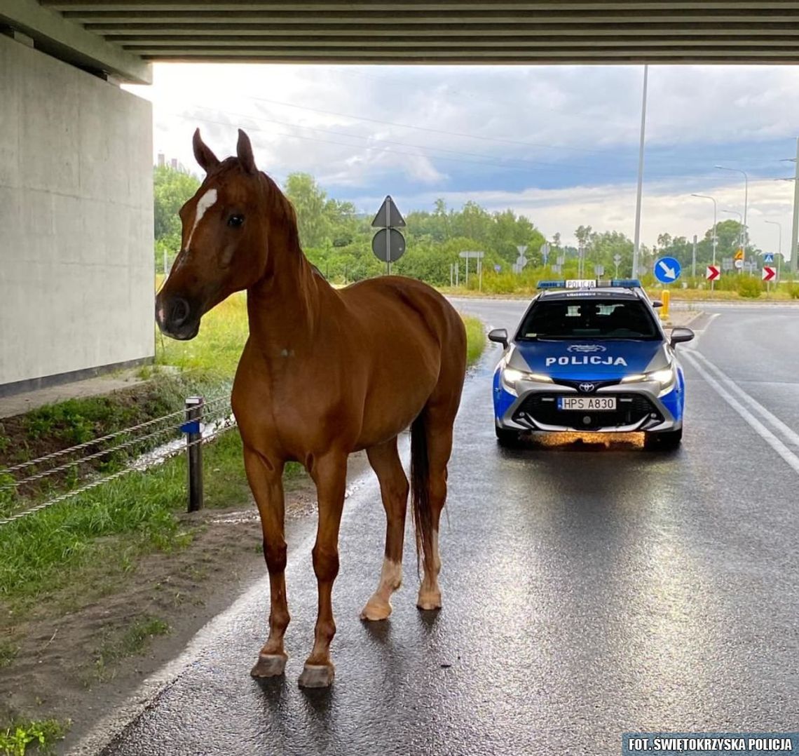 Pędzą konie po ...S7