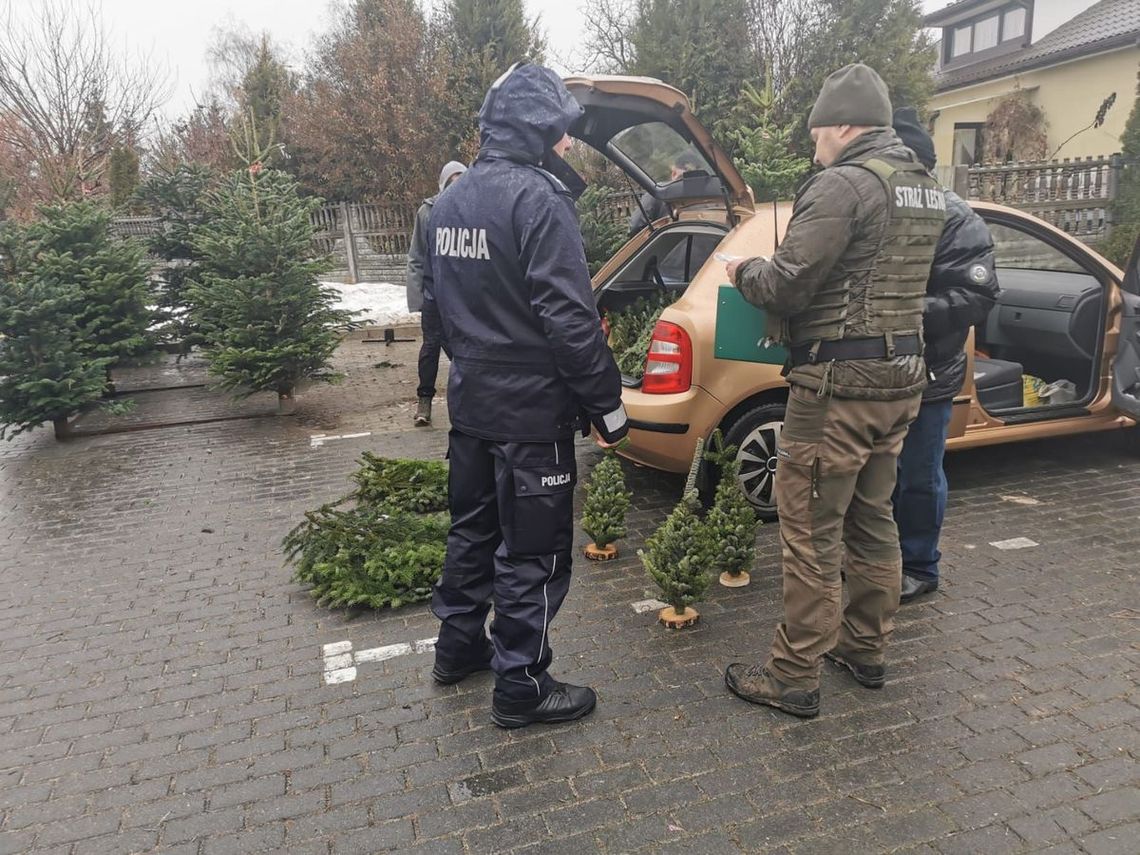 Choinki tylko z legalnego źródła