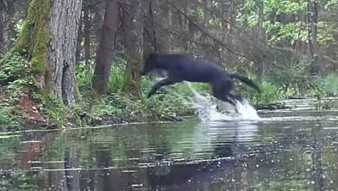 Czarne wilki w świętokrzyskich lasach Czarne wilki w świętokrzyskich lasach
