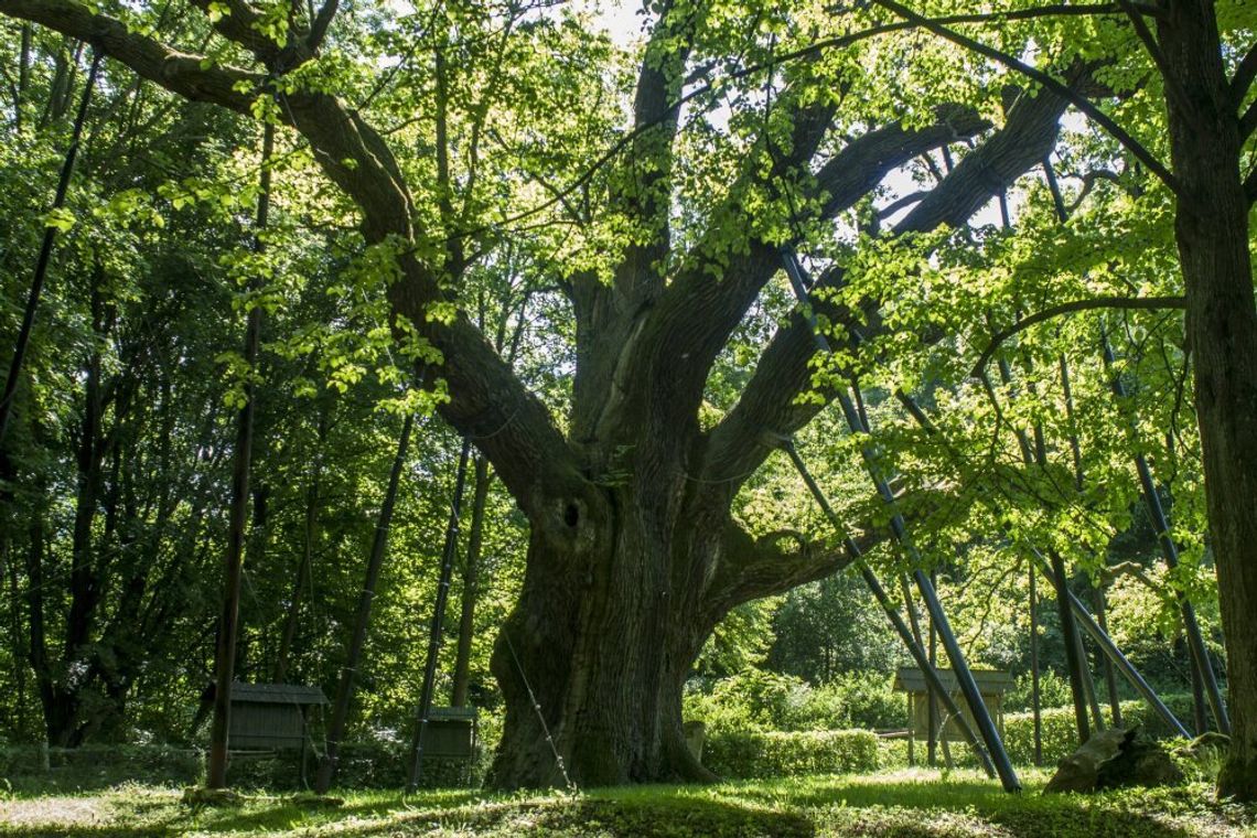 Dąb Bartek zabezpieczony po złamaniu konara Dąb Bartek zabezpieczony po złamaniu konara