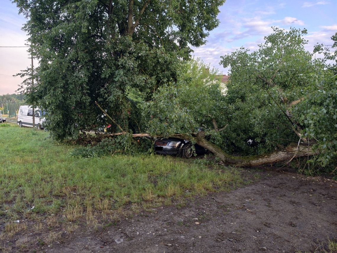 Drzewo runęło na samochód, strażacy interweniowali wielokrotnie