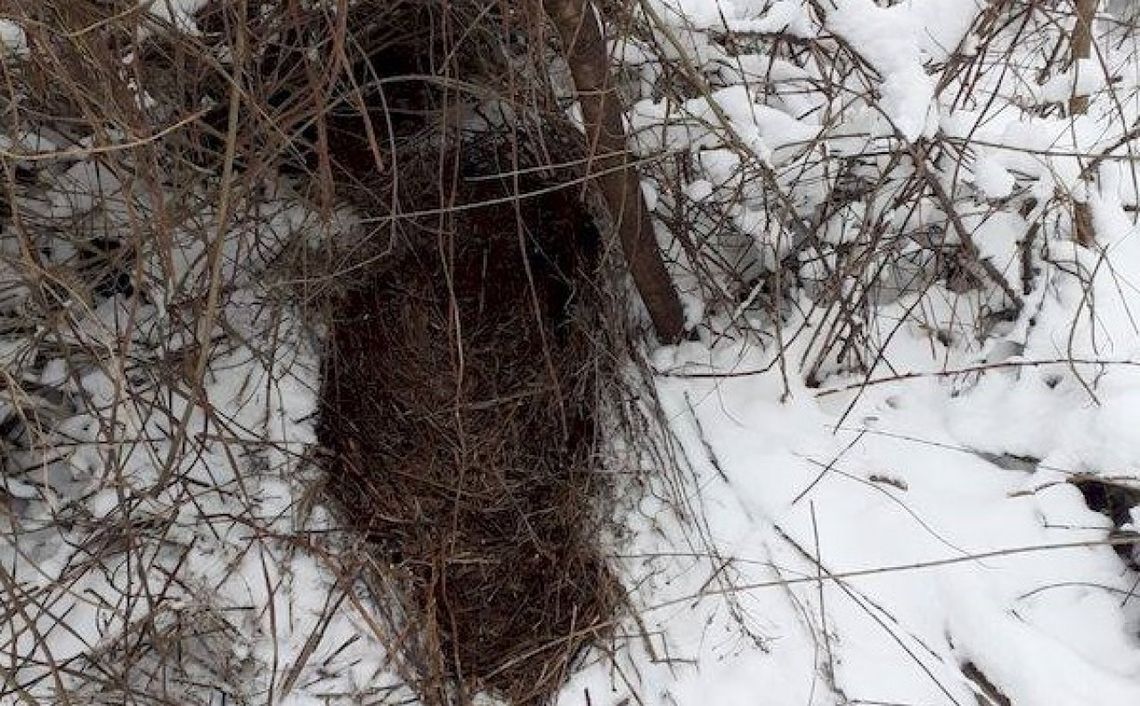 Dziki grasowały na jednej z kieleckich posesji