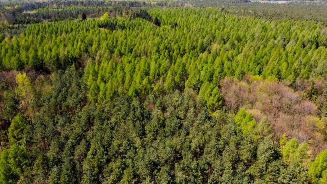 IBL: wzrasta zagrożenie pożarowe lasów; miejscami podatność na zapalenie jest ekstremalna