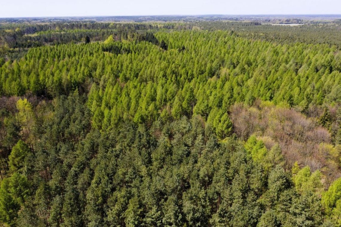 IBL: wzrasta zagrożenie pożarowe lasów; miejscami podatność na zapalenie jest ekstremalna