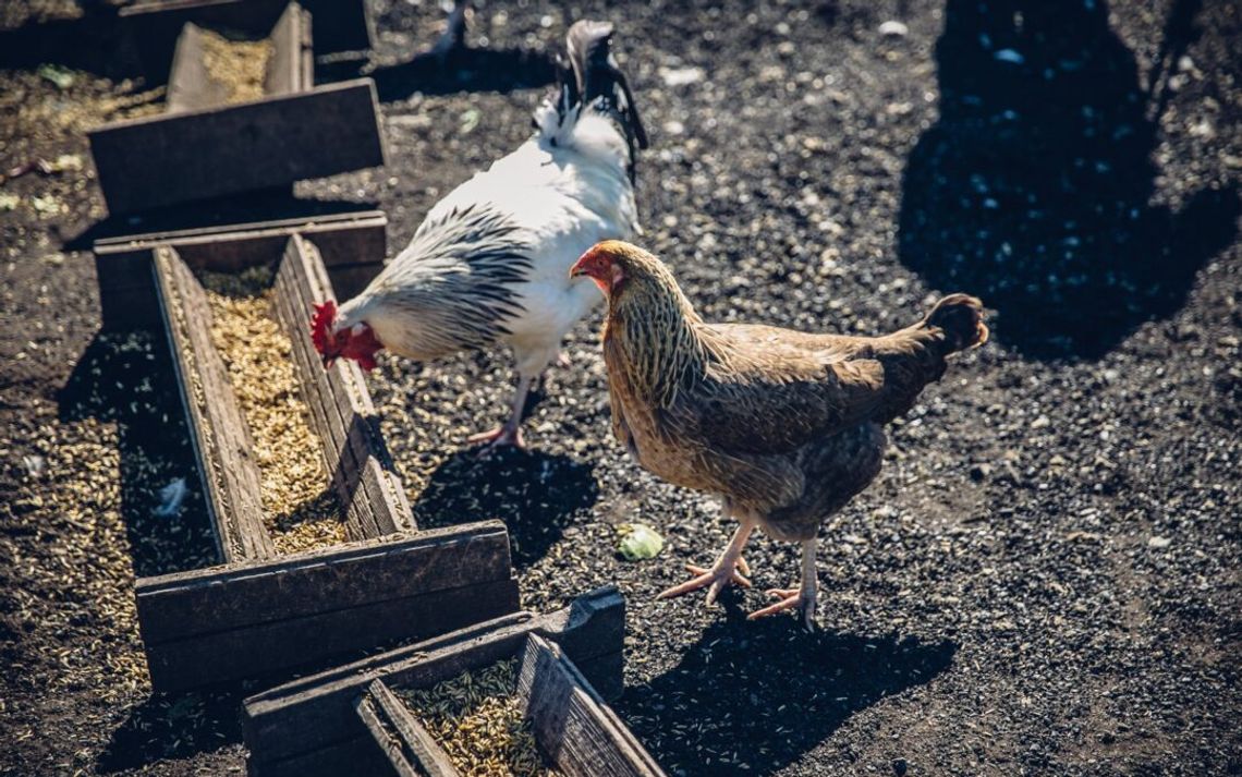 Inspekcja weterynaryjna likwiduje ognisko rzekomego pomoru drobiu w pow. kieleckim