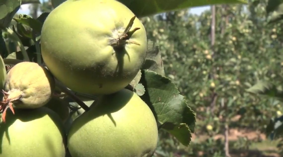 Jest stanowisko sieci Biedronka ws. decyzji Prezesa UOKiK