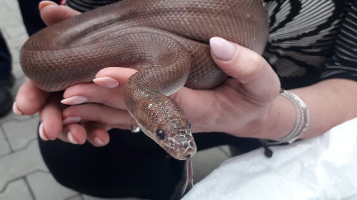 Kielce - Wąż boa znaleziony na terenie sortowni Poczty Polskiej Kielce - Wąż boa znaleziony na terenie sortowni Poczty Polskiej