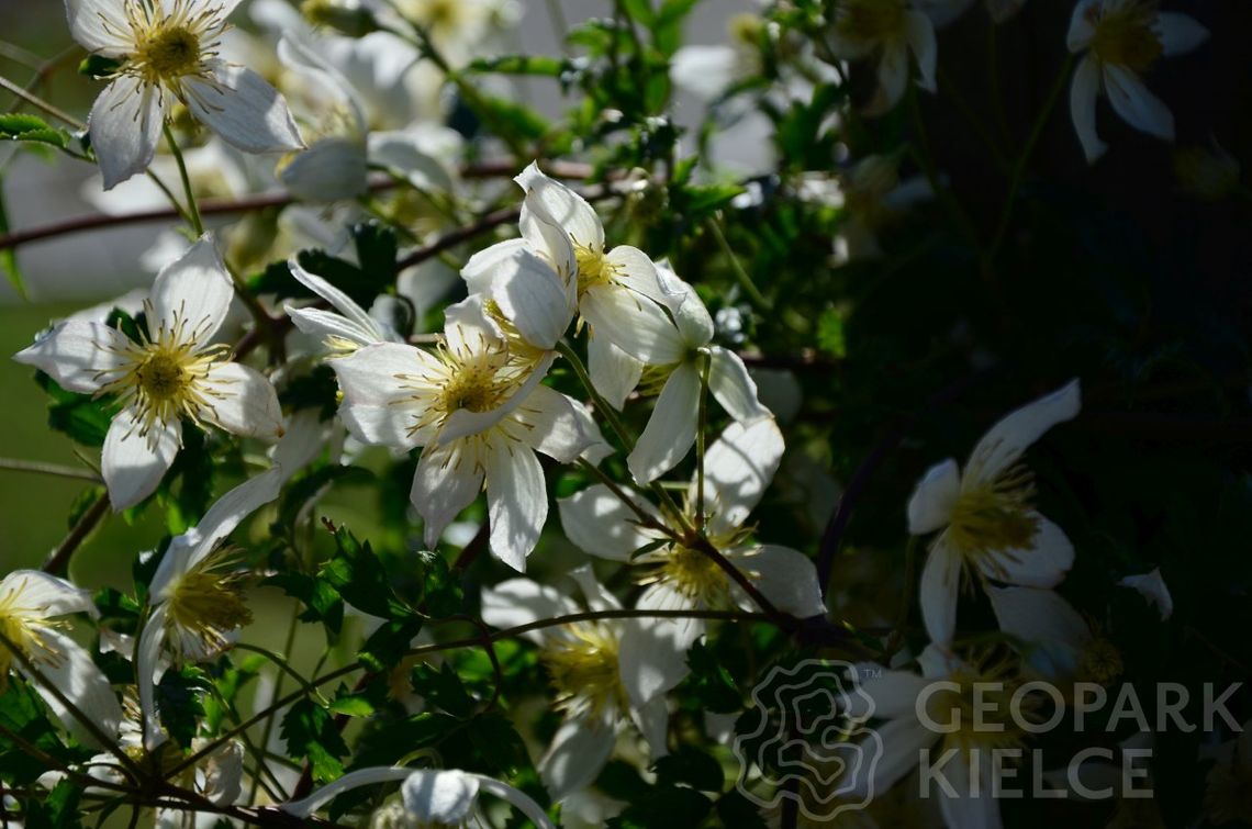 Kielecki Ogród Botaniczny będzie otwarty po jednoznacznej decyzji MZ