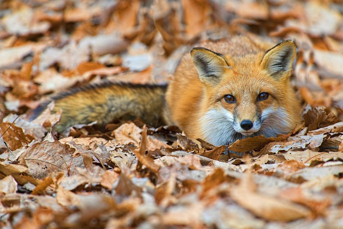 Lisy się szczepią. Przy lekkiej pomocy leśników.