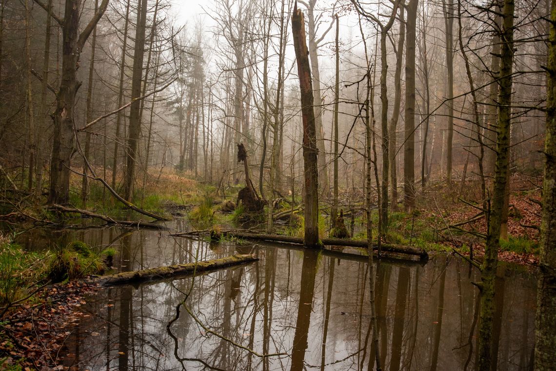 Mamy dwa nowe rezerwaty przyrody