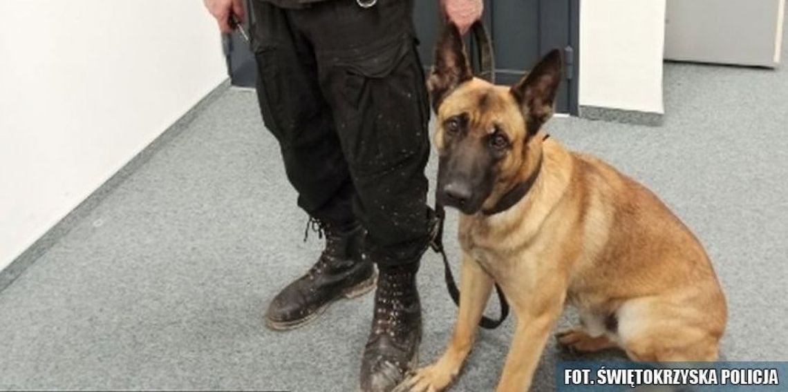 Mężczyzna chciał odebrać sobie życie. Uratował go policyjny pies tropiący Mężczyzna chciał odebrać sobie życie. Uratował go policyjny pies tropiący