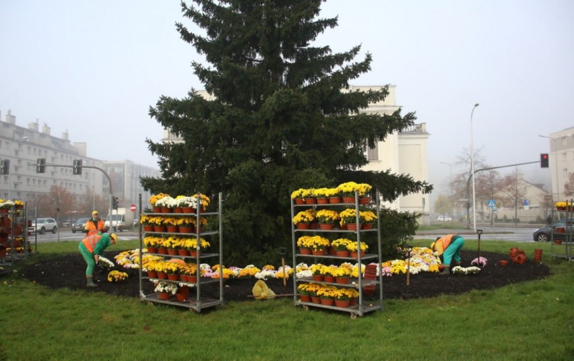 Miasto zakupiło chryzantemy od lokalnych przedsiębiorców. Kwiaty ozdabiają miasto