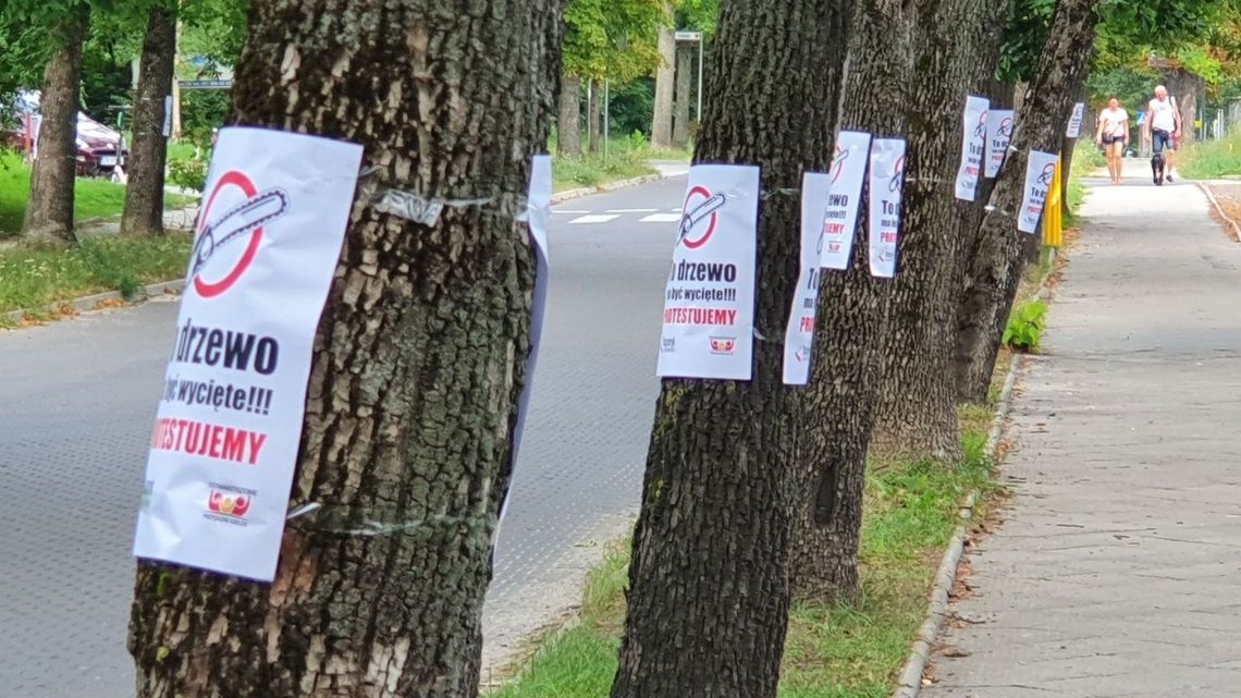 Mieszkańcy będą protestować przeciwko wycince drzew