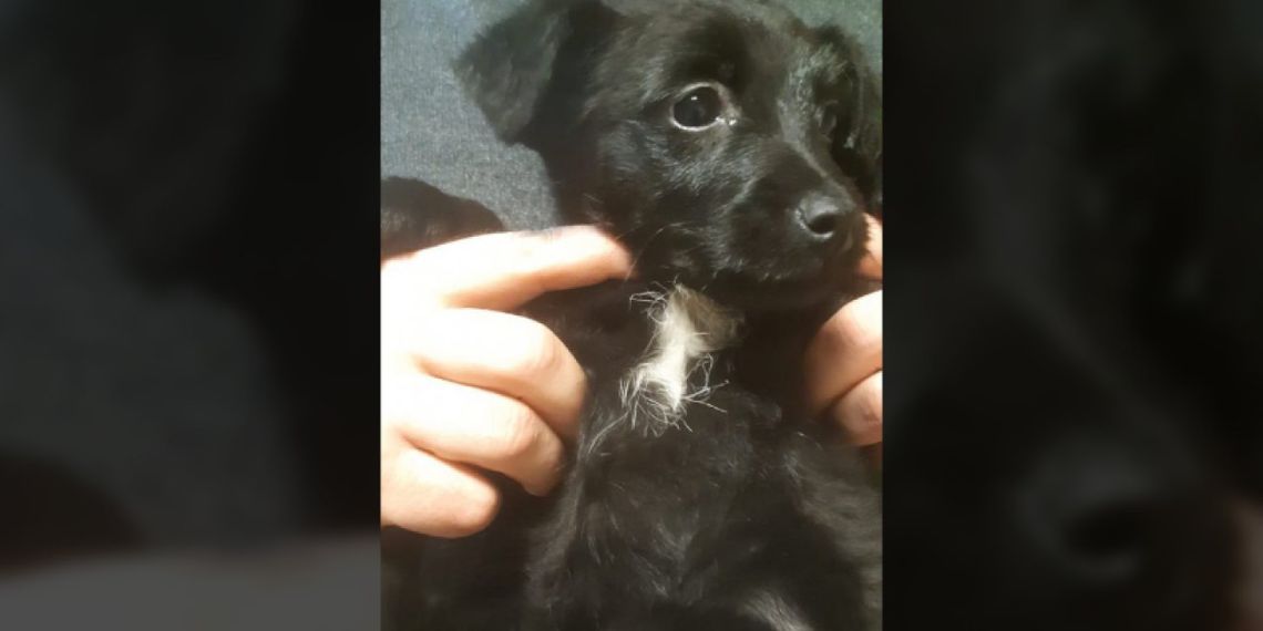 Młoda kobieta uratowała Promyka. Ktoś wrzucił szczeniaka w reklamówce do rzeki