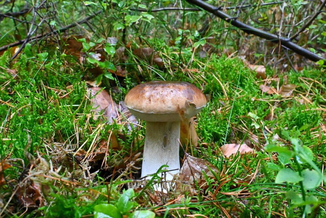 Mykolog: nie niepokójmy się, grzyby jeszcze będą