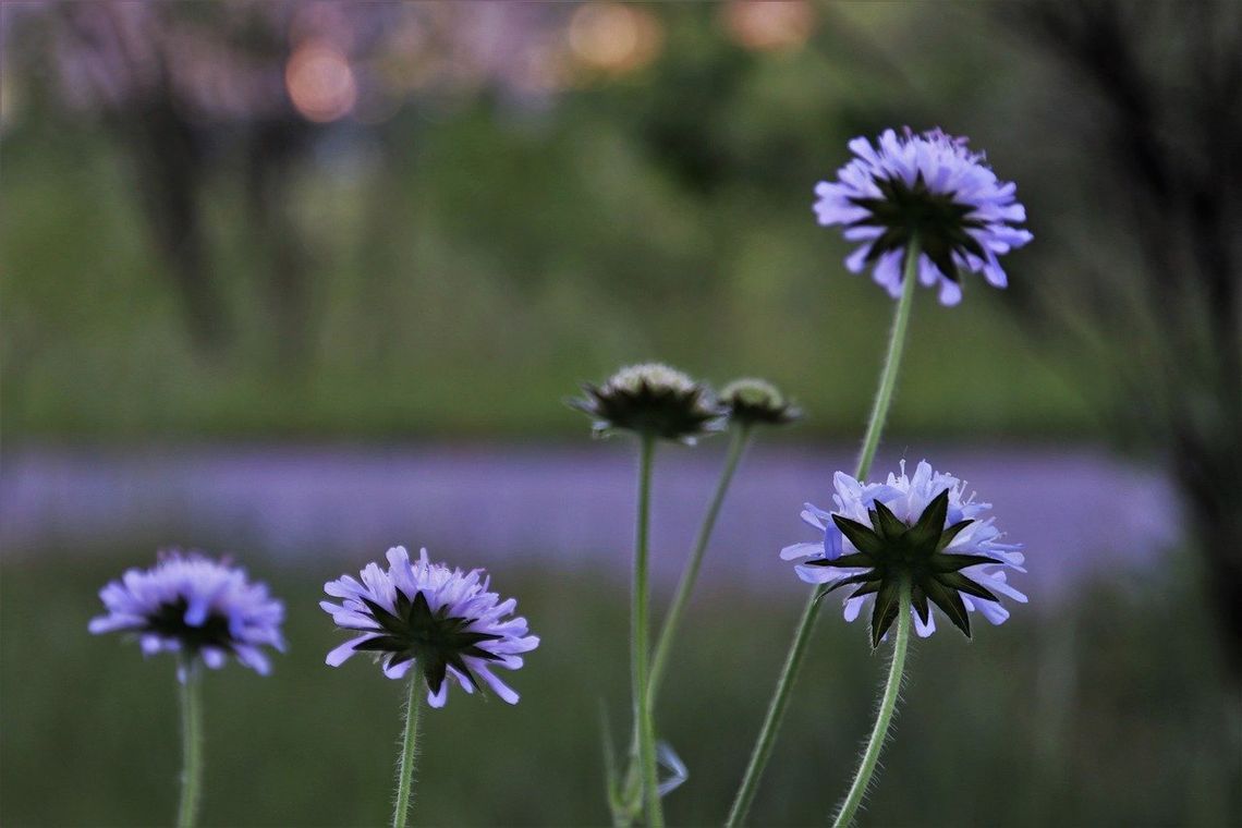 Nasiona kwiatów czekają na mieszkańców 