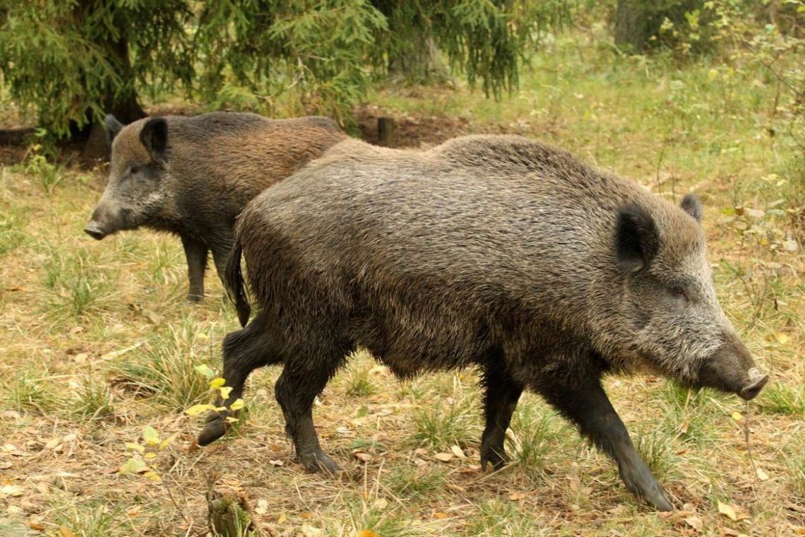 Naukowcy sprawdzili, co ciągnie dziki do leśnych wysp wśród pól 