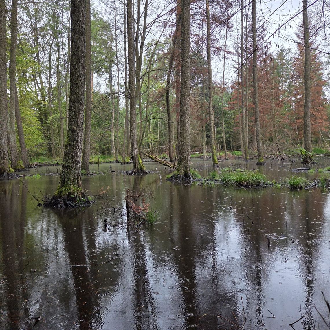 Nowe rezerwaty przyrody w świętokrzyskim Nowe rezerwaty przyrody w świętokrzyskim