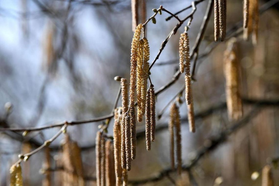 Okres pylenia roślin sprzyja nasileniu się zakażeń SARS-CoV-2 Okres pylenia roślin sprzyja nasileniu się zakażeń SARS-CoV-2
