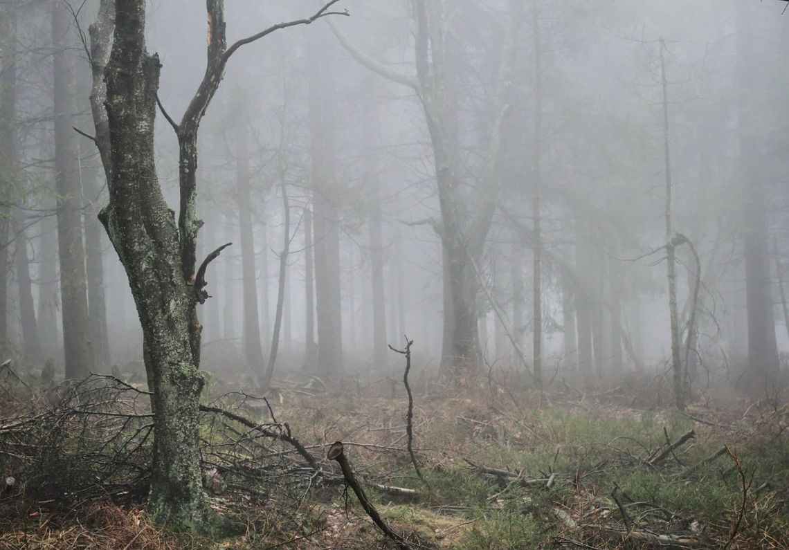 Ostrzeżenie meteorologiczne przed gęstymi mgłami