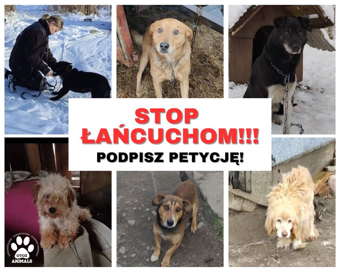 Petycja STOP łańcuchom!