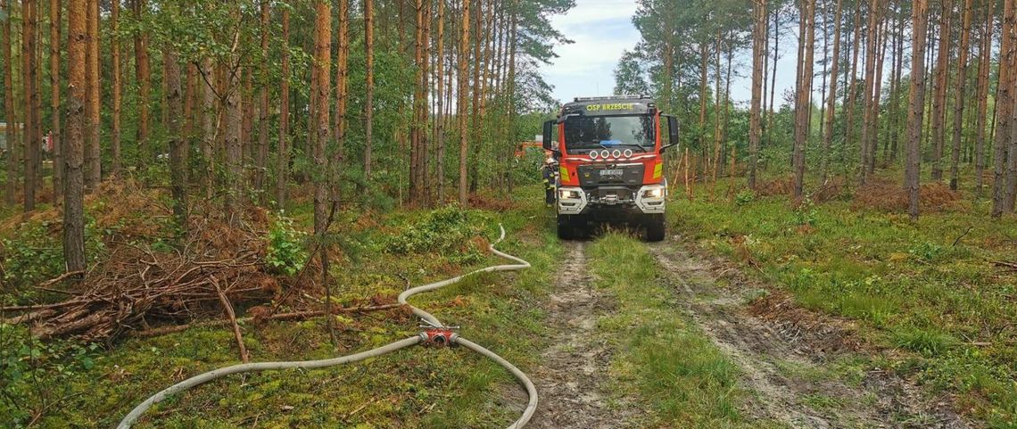 Po ćwiczeniach w terenach leśnych