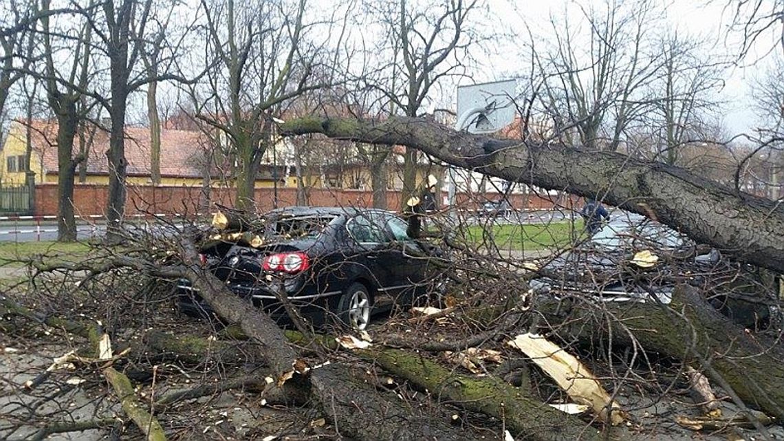 Połamane drzewa, zalane posesje – skutki burz, które przeszły nad regionem