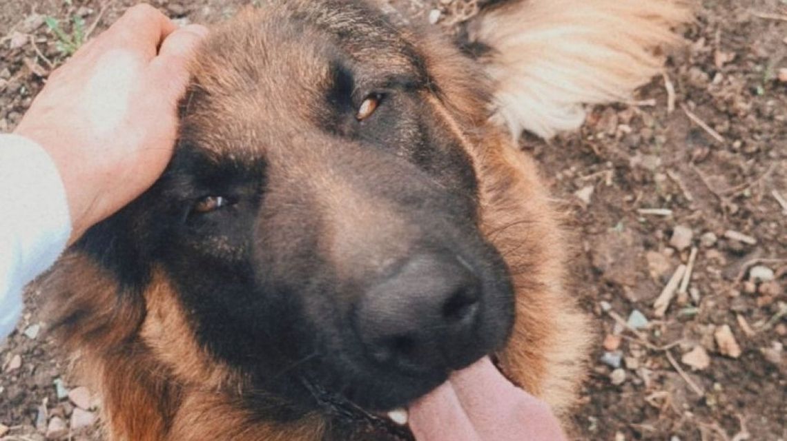 Policjanci pomogli w odnalezieniu psa