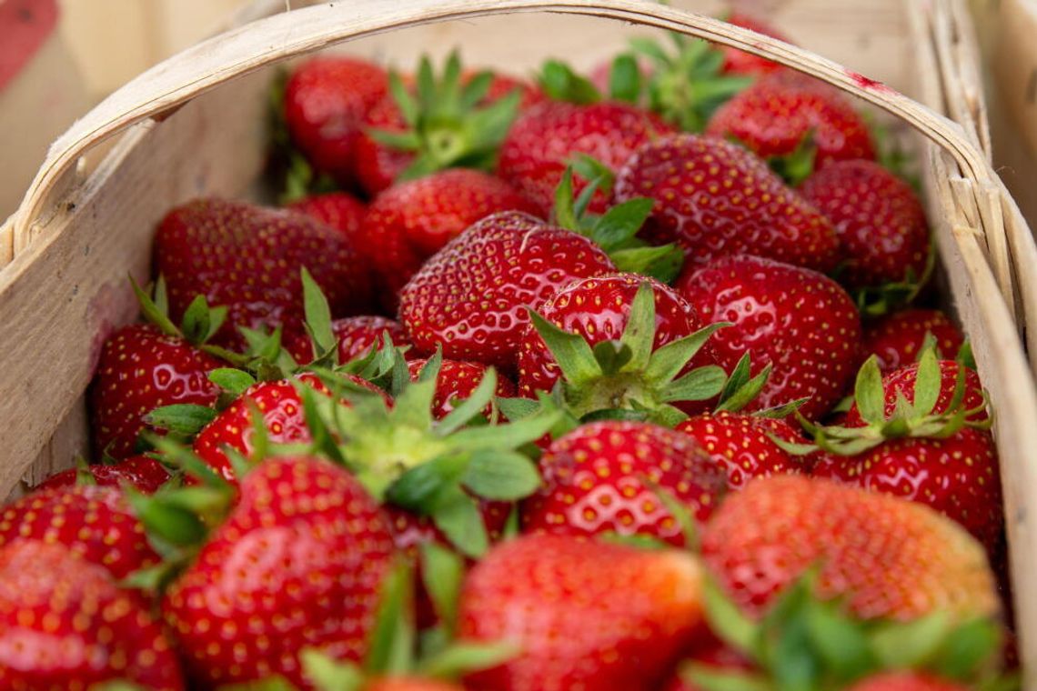 Polska drugim producentem truskawek w Unii Europejskiej Polska drugim producentem truskawek w Unii Europejskiej