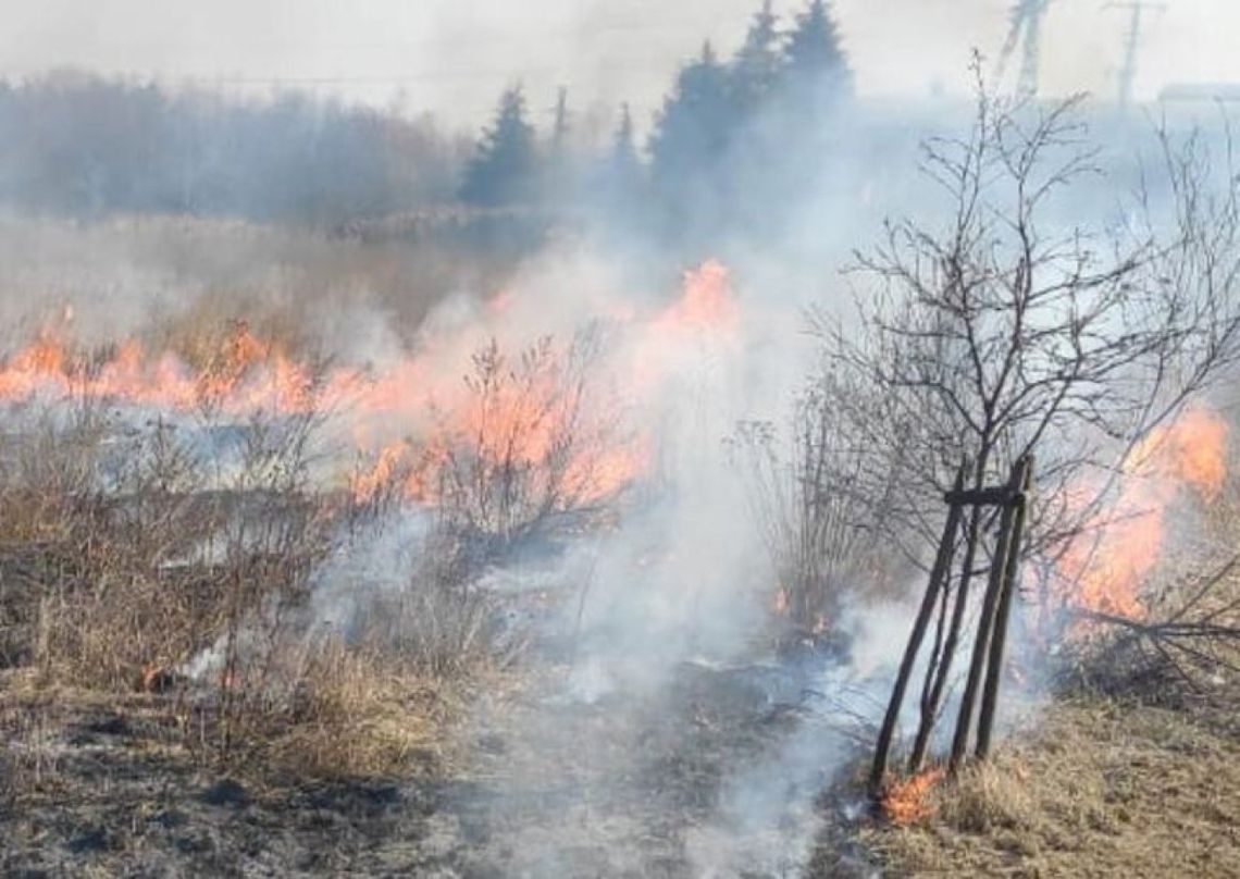 Ponad 1,3 mln złotych strat w pożarach traw i ofiara śmiertelna