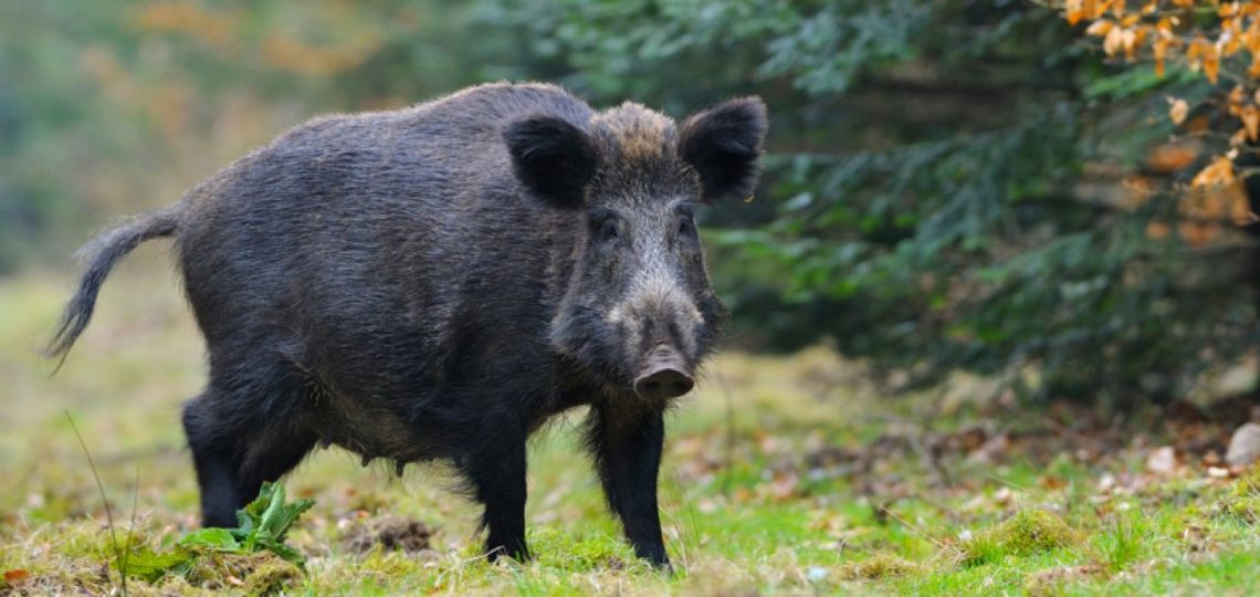 Prezydent wnioskuje o odstrzał redukcyjny dzików