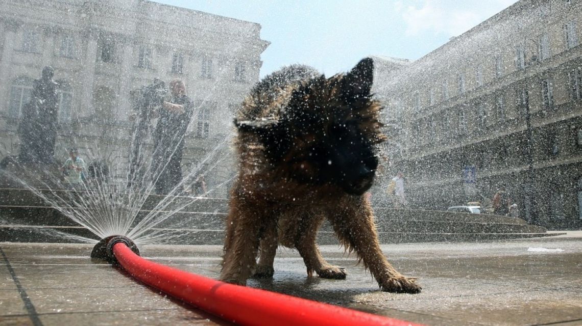 Przez upały do lecznic trafia coraz więcej psów z udarami cieplnymi