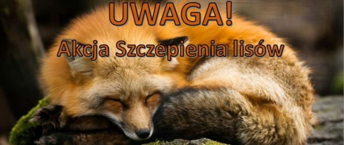 Rozpoczyna się szczepienie lisów przeciwko wściekliźnie w województwie świętokrzyskima