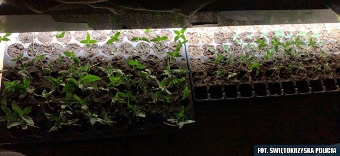 Senior doglądał nielegalnych plantacji