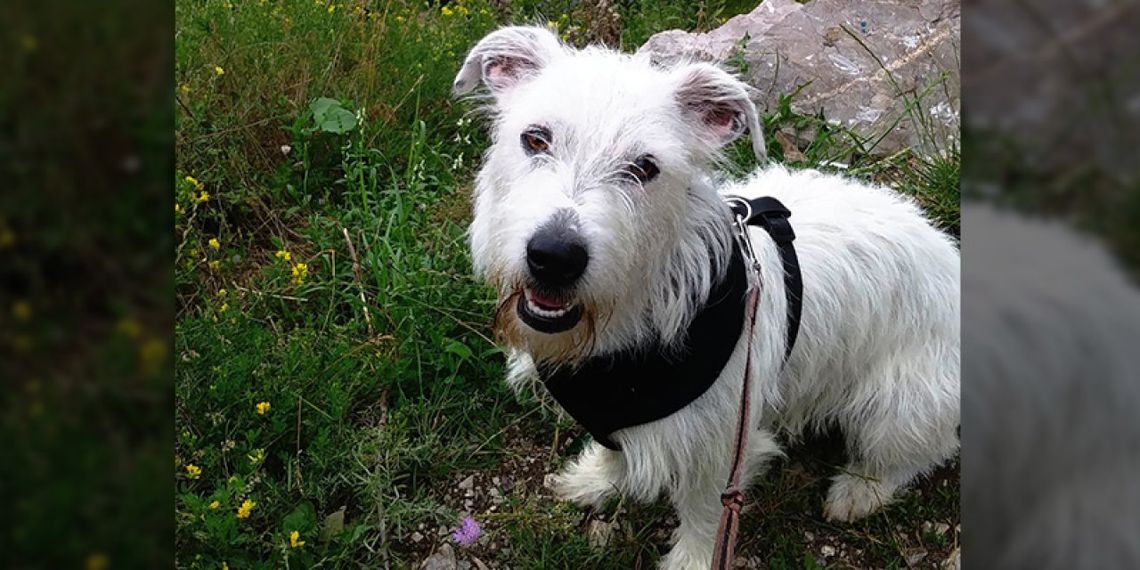 Sprawdź jeśli fotografujesz - „Psiaki, kociaki i inne zwierzaki”