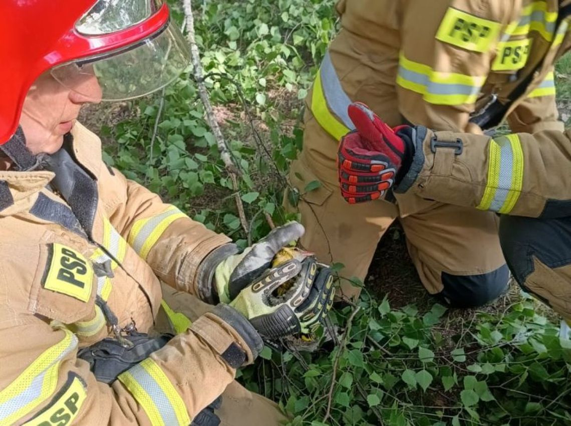 Strażacy pomogli młodej wildze 