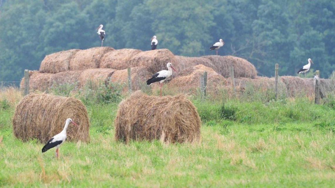 Synoptyk IMGW: od piątku napływa do Polski cieplejsze powietrze