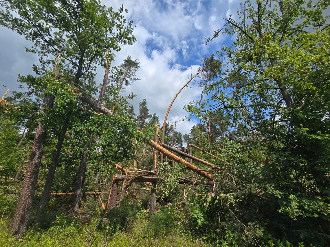Szkody w lasach od czerwcowych wichur Szkody w lasach od czerwcowych wichur