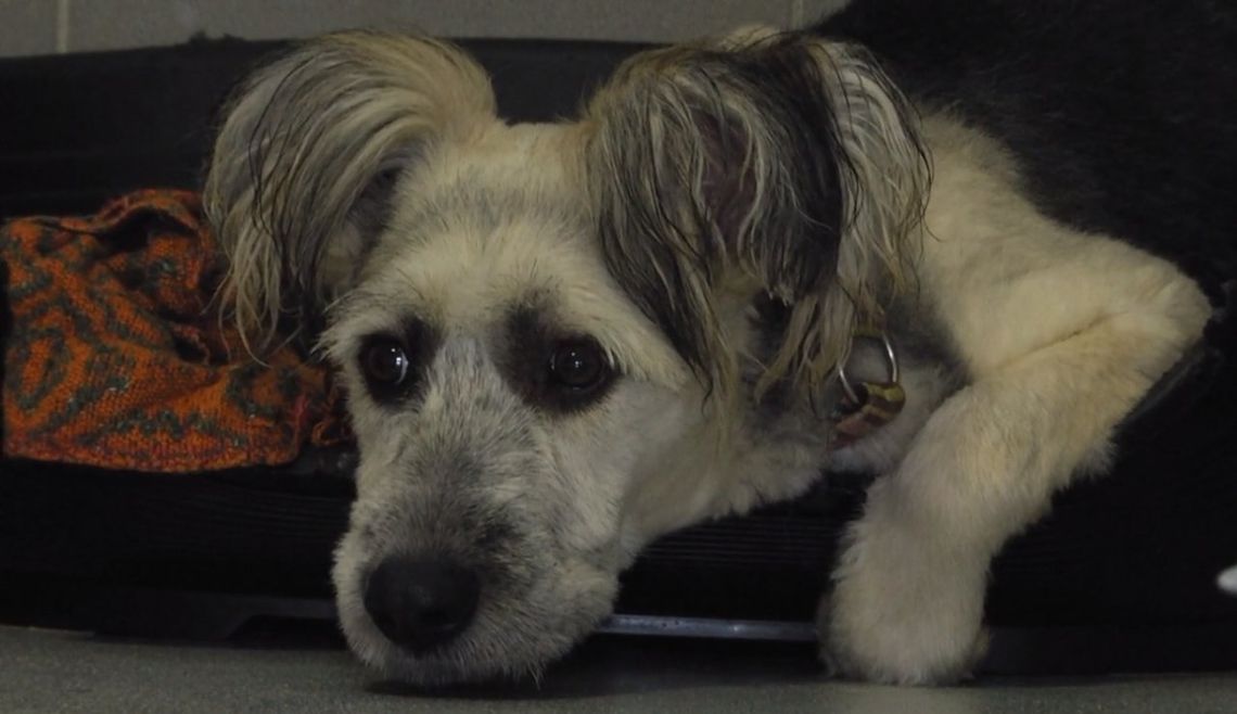 Talony na zabieg sterylizacji