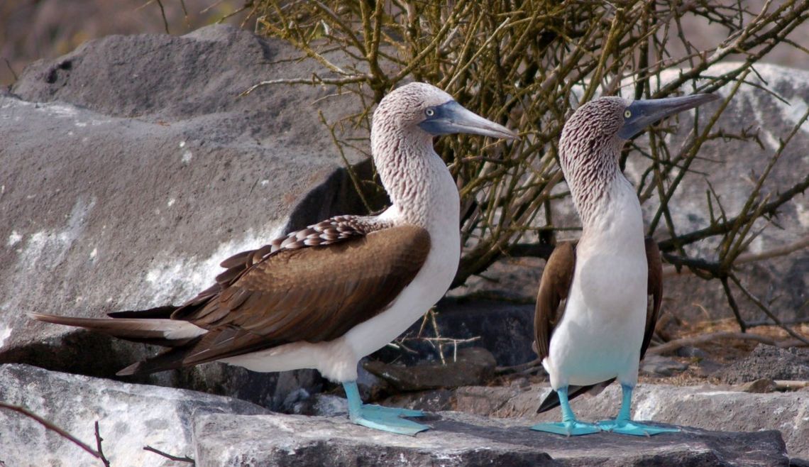 Turystyczny Alfabet Marzeny Kądzieli. G jak… Galapagos