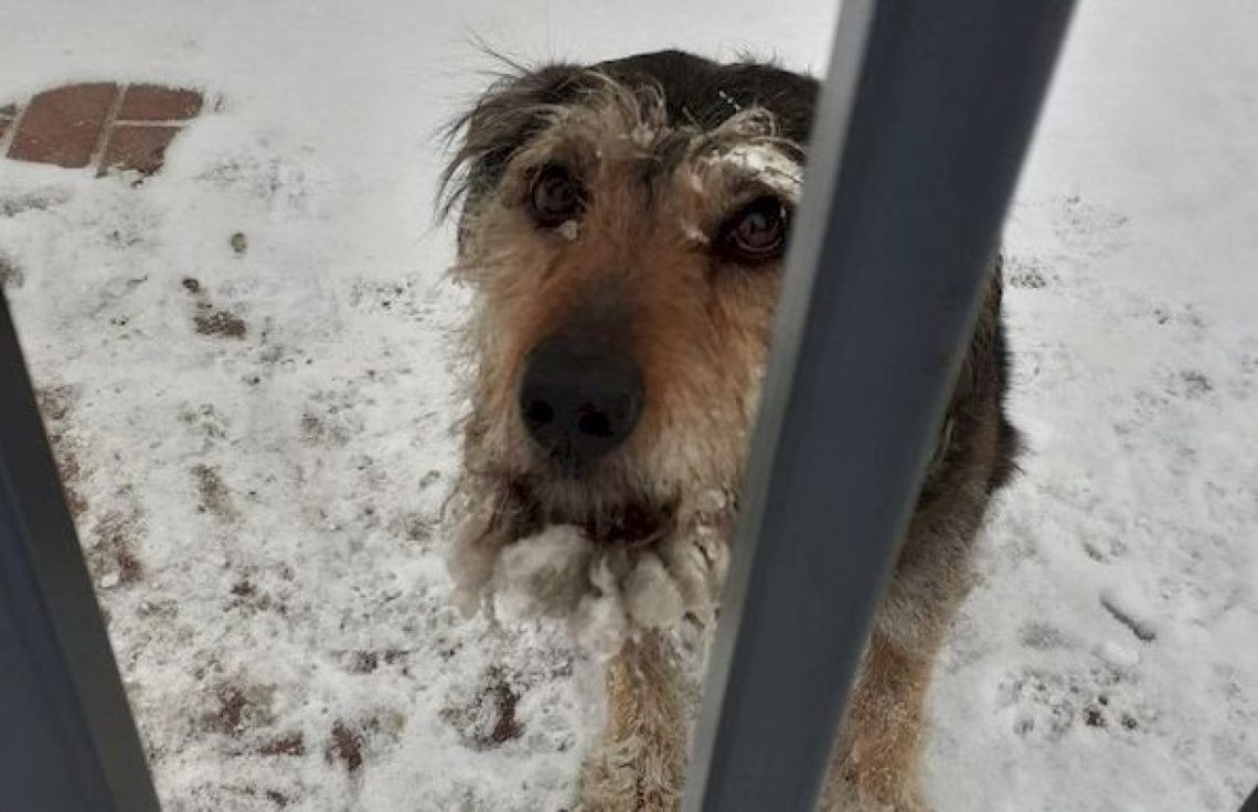 Uwięziony zwierzak był zmarznięty i wystraszony
