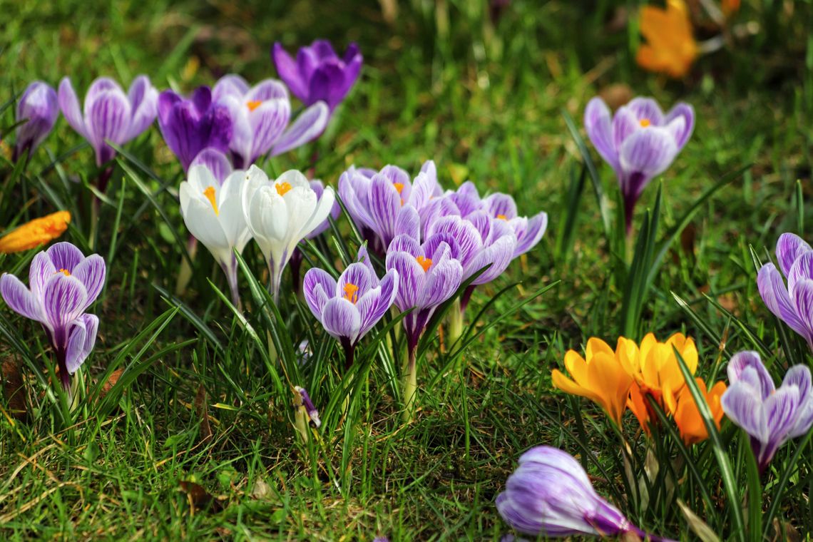 W piątek 20 marca przywitamy astronomiczną wiosnę