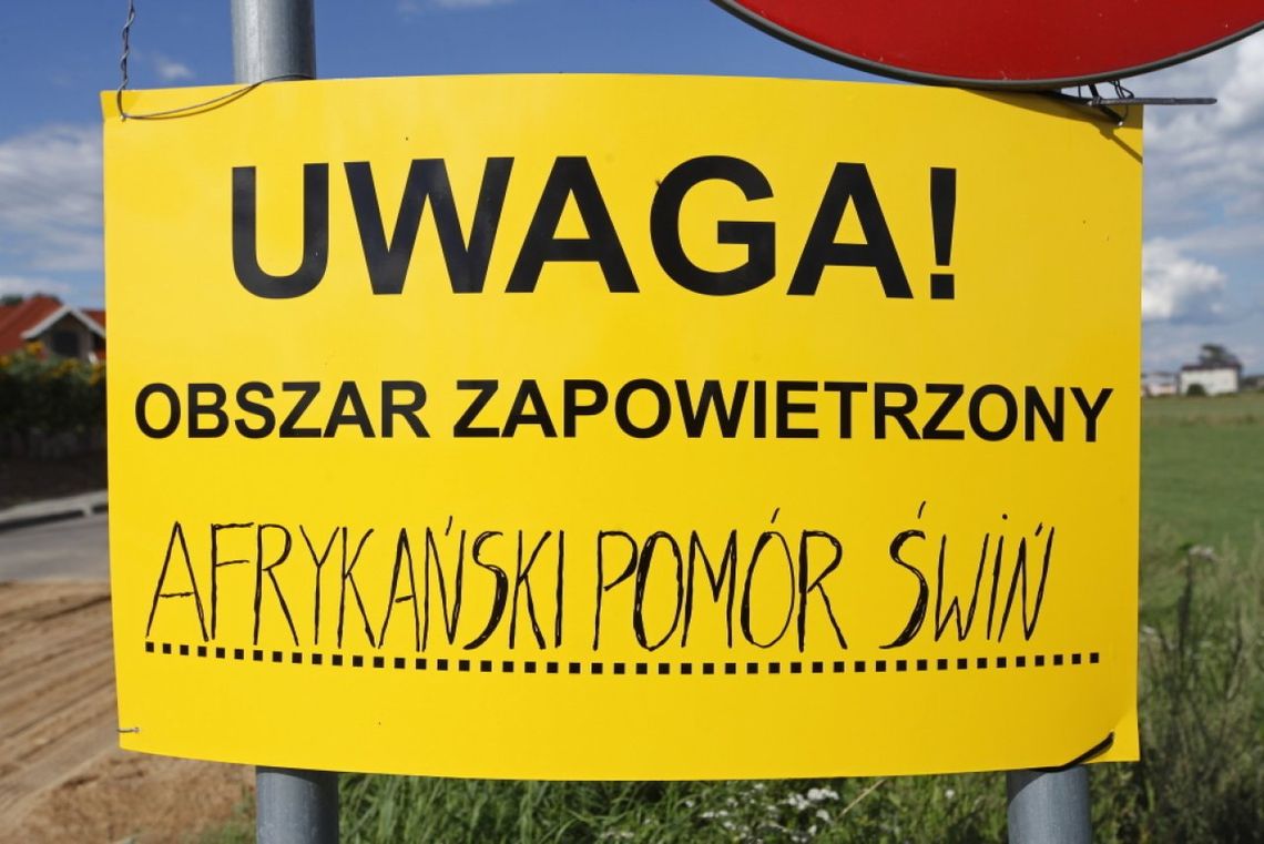 W Świętokrzyskiem wykryto pierwsze ognisko ASF