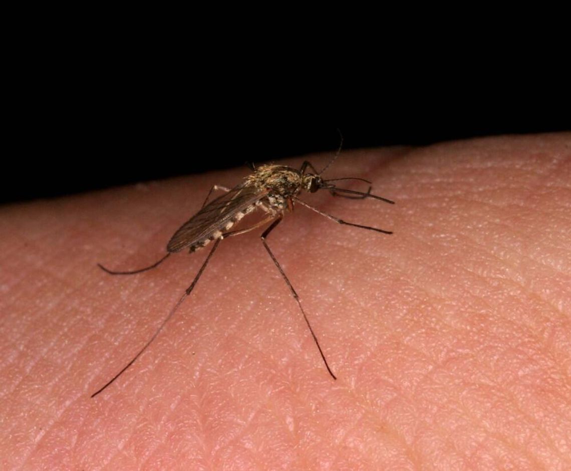 W tym roku plagi komarów raczej nie będzie