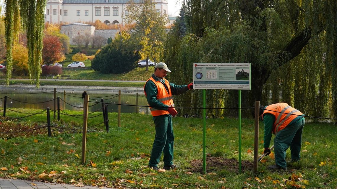 Wierzba 'Chrysocoma' znajdująca się w Parku Miejskim zostanie wycięta