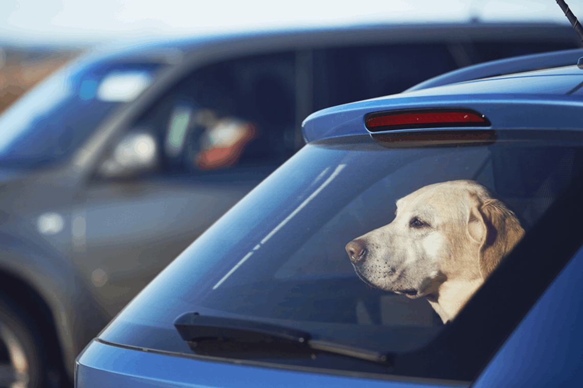 Wnętrze samochodu nagrzewa się szybciej niż myślisz Wnętrze samochodu nagrzewa się szybciej niż myślisz