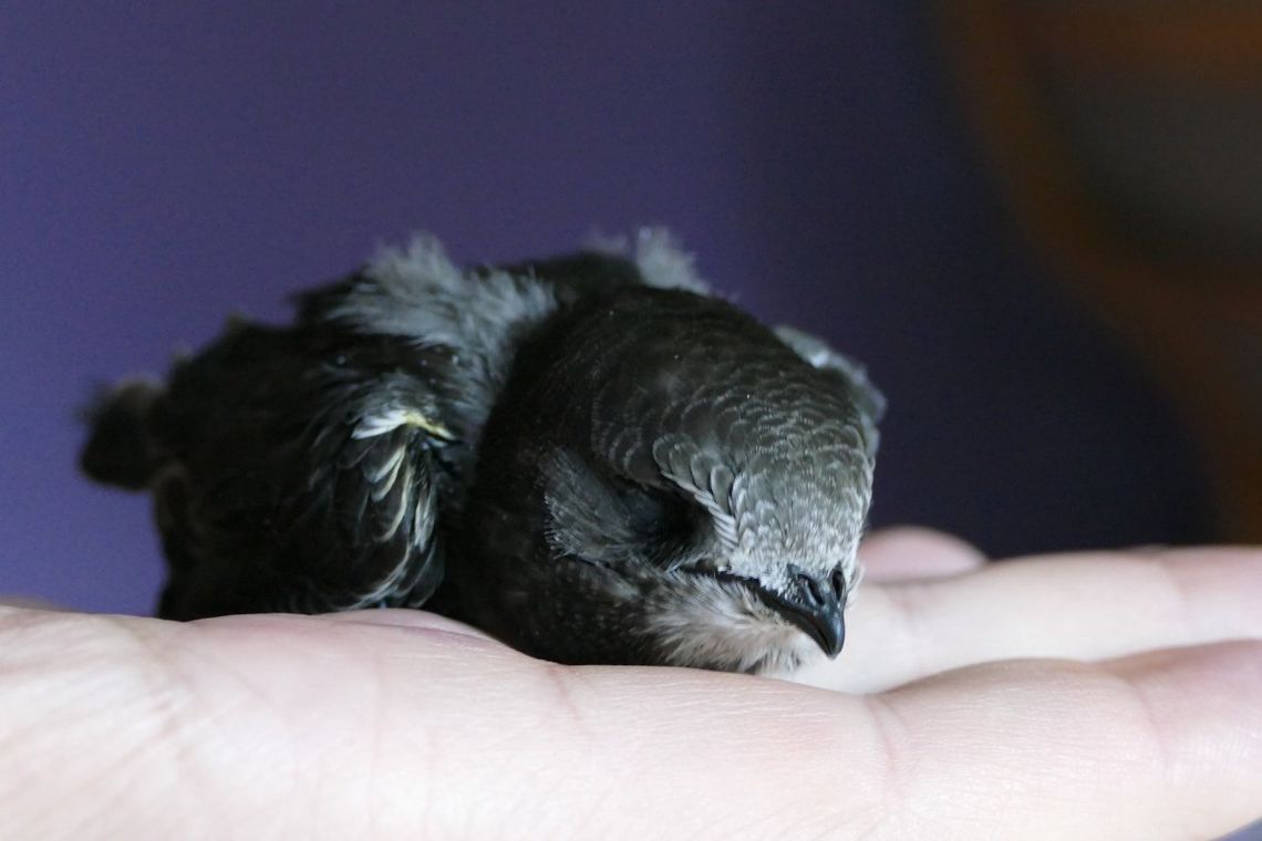 „Zawieś budkę dla jerzyka” - przyłącz się do akcji